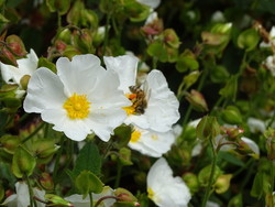 POLLEN DE FLEURS