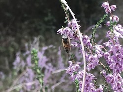 "CALLEN DES LANDES" miel de fleurs des Landes de Gascogne