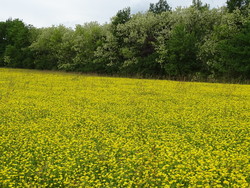 DOUCE HEURE DU LOT miel de fleurs