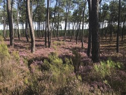 "CALLEN DES LANDES" miel de fleurs des Landes de Gascogne